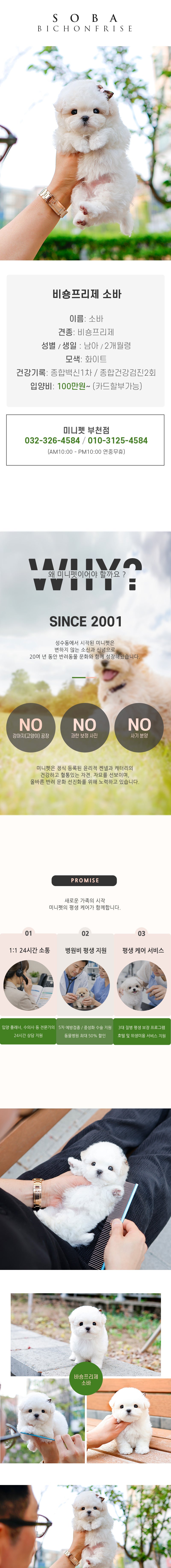 비숑프리제 - 소바 (남아)