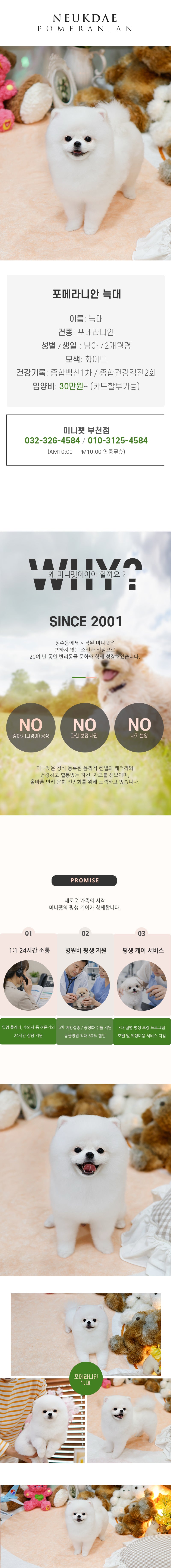 포메라니안 - 늑대 (남아)