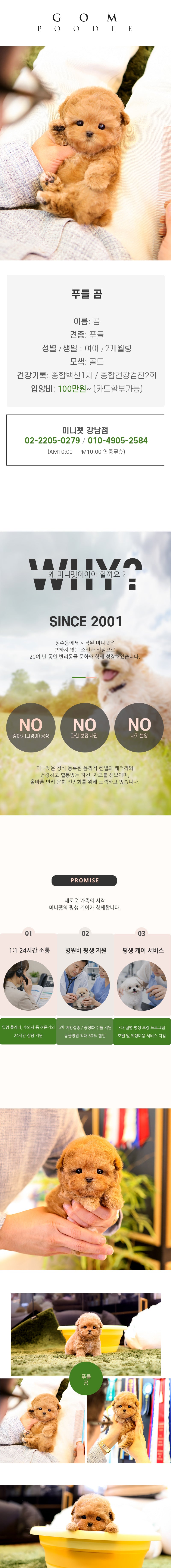 푸들 - 곰 (여아)