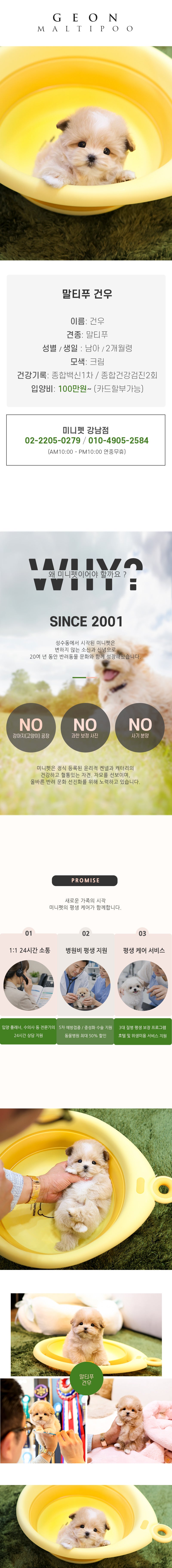 말티푸 - 건우 (남아)