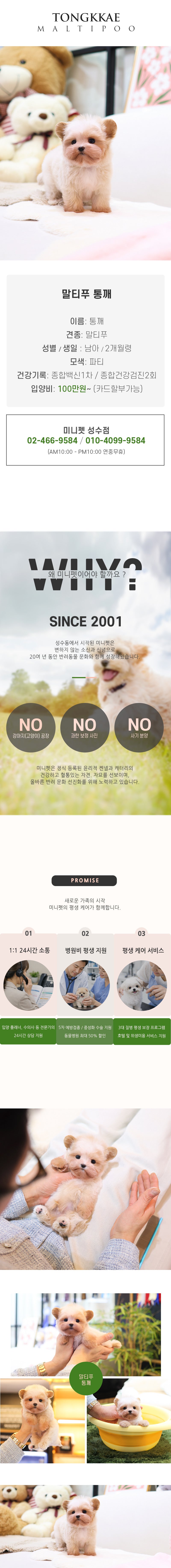 말티푸 - 통깨 (남아)