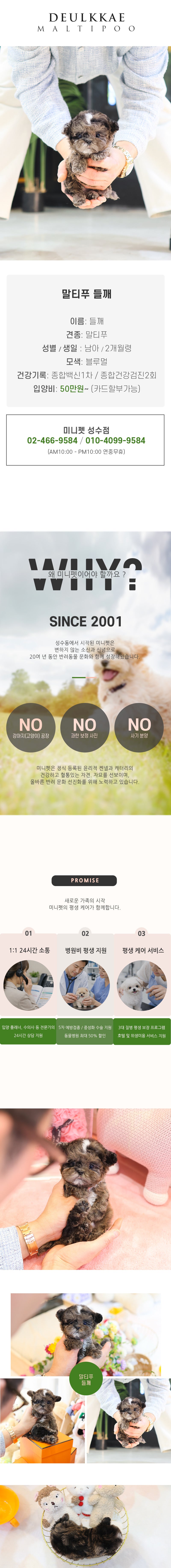 말티푸 - 들깨 (남아)