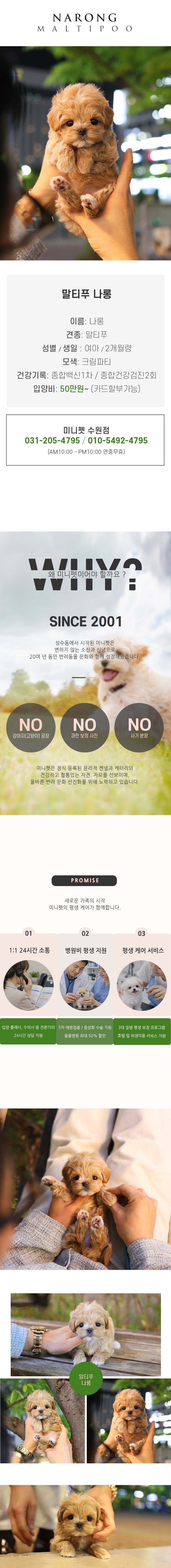 말티푸 - 나롱 (여아)