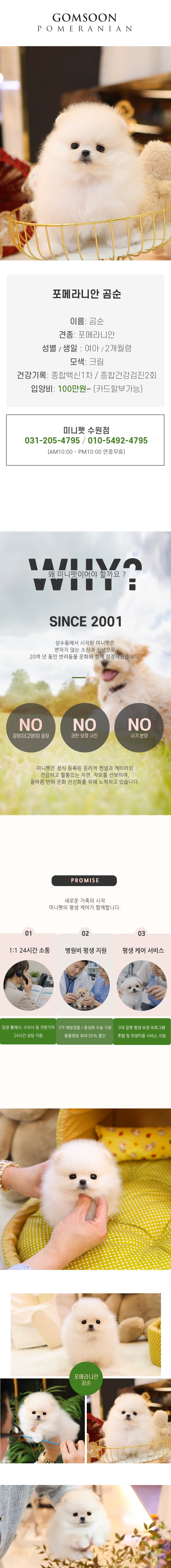 포메라니안 - 곰순 (여아)