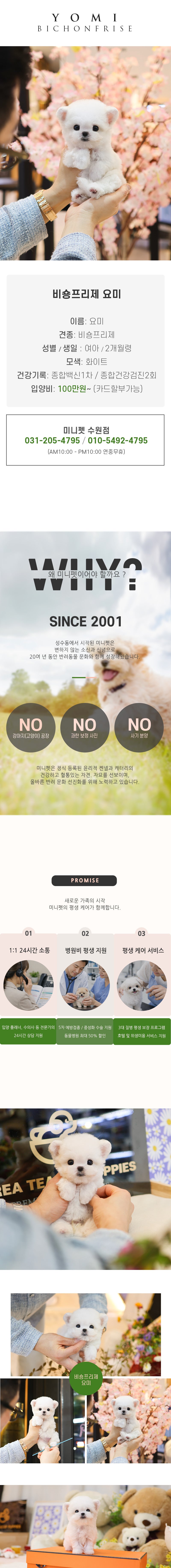 비숑프리제 - 요미 (여아)