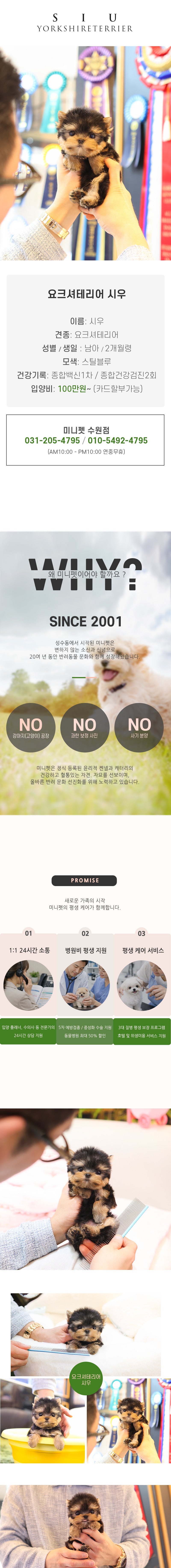 요크셔테리어 - 시우 (남아)