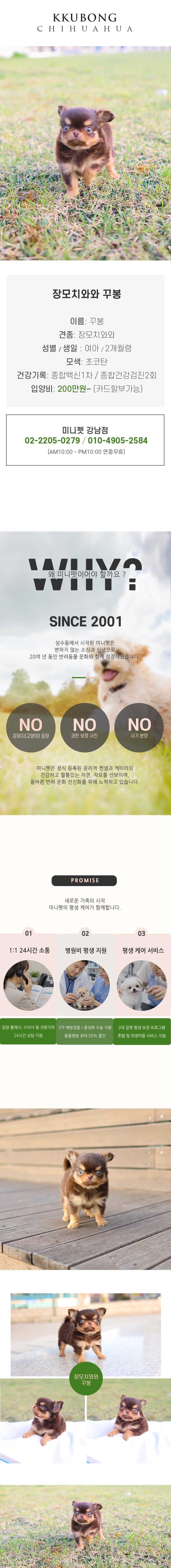 장모치와와 - 꾸봉 (여아)