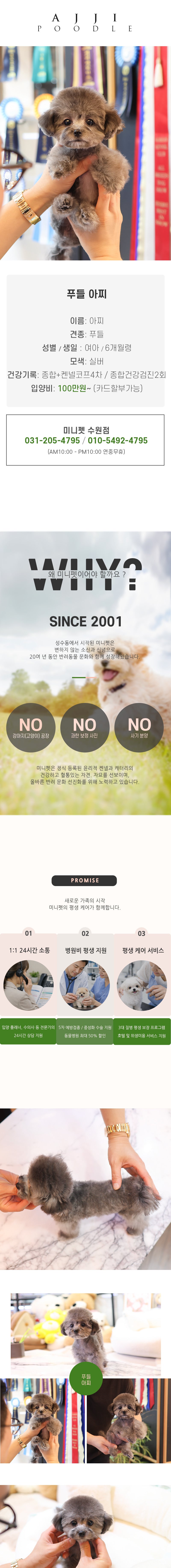 푸들 - 아찌 (여아)