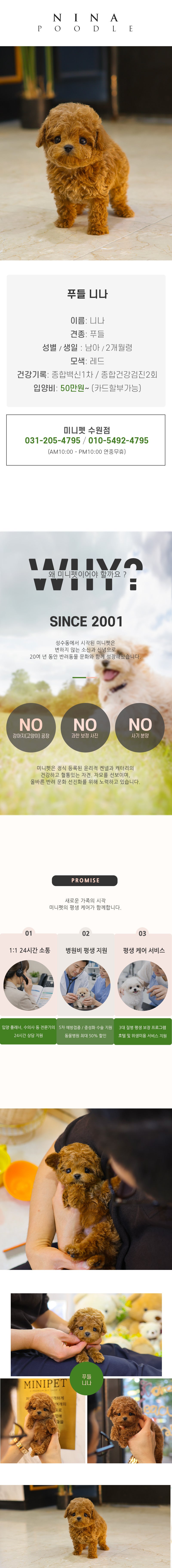 푸들 - 니나 (남아)