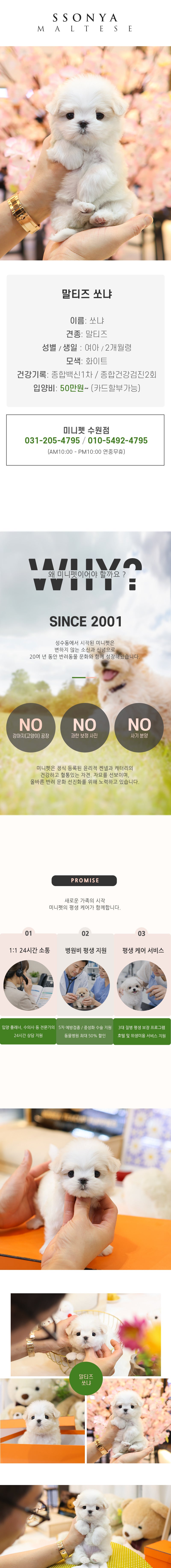 말티즈 - 쏘냐 (여아)