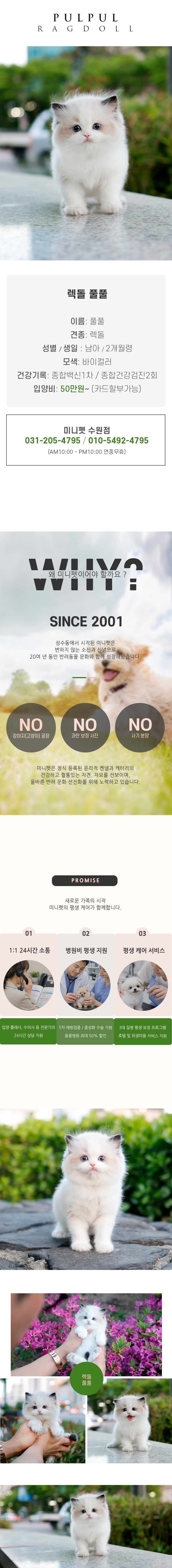랙돌 - 풀풀 (남아)