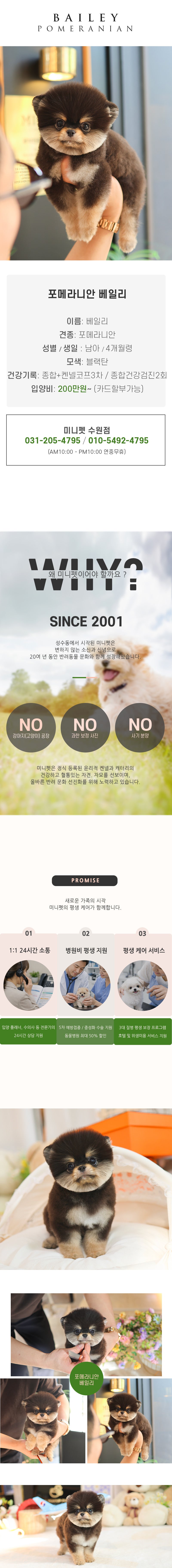포메라니안 - 베일리 (남아)