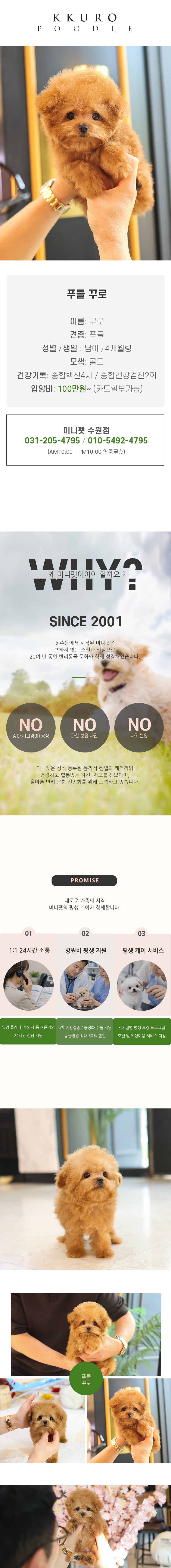 푸들 - 꾸로 (남아)