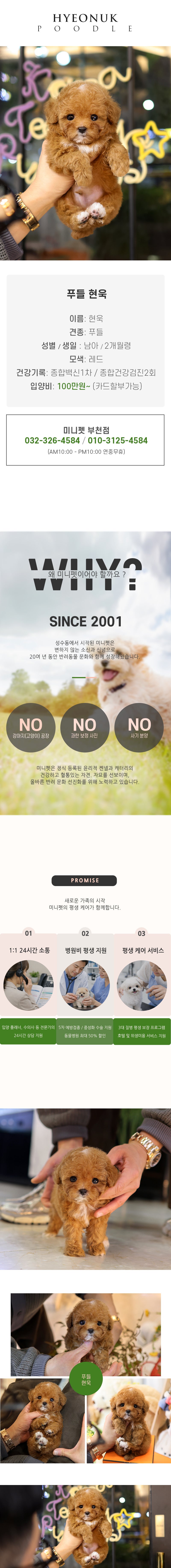 푸들 현욱 (남아)