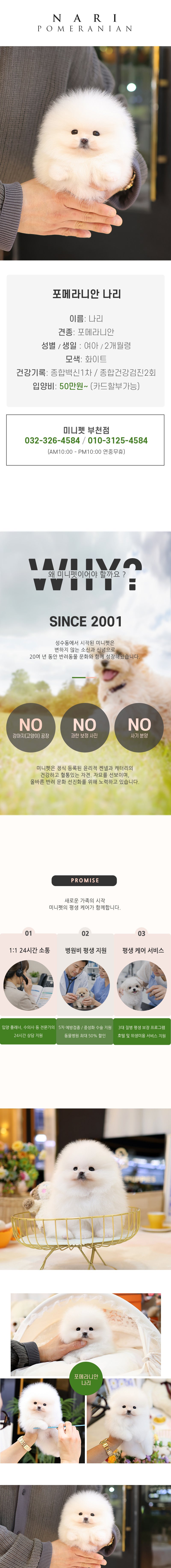 포메라니안 - 나리 (여아)