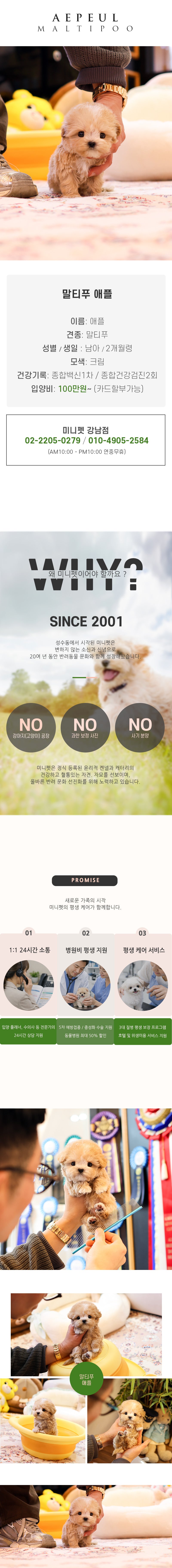말티푸 - 애플 (남아)