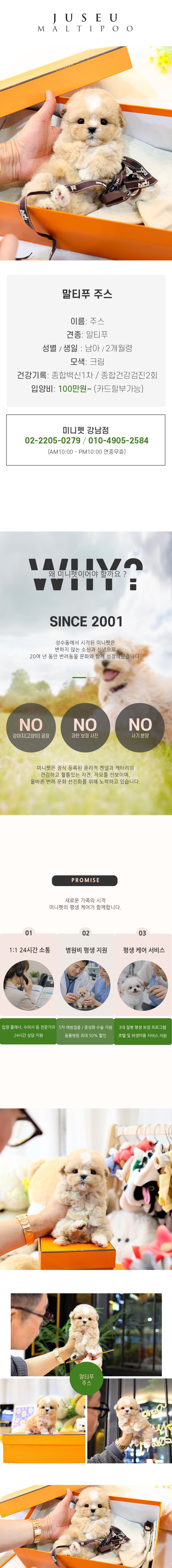 말티푸 - 주스 (남아)