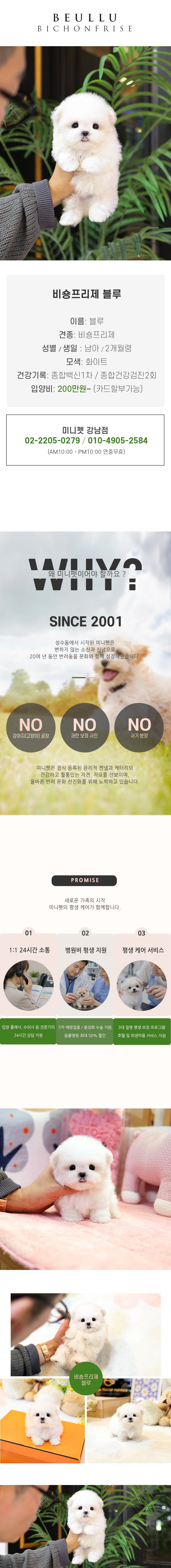 비숑프리제 - 블루 (남아)