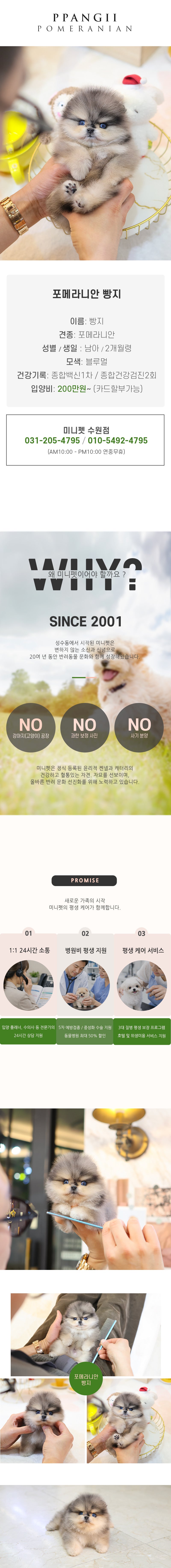 포메라니안 - 빵지 (남아)
