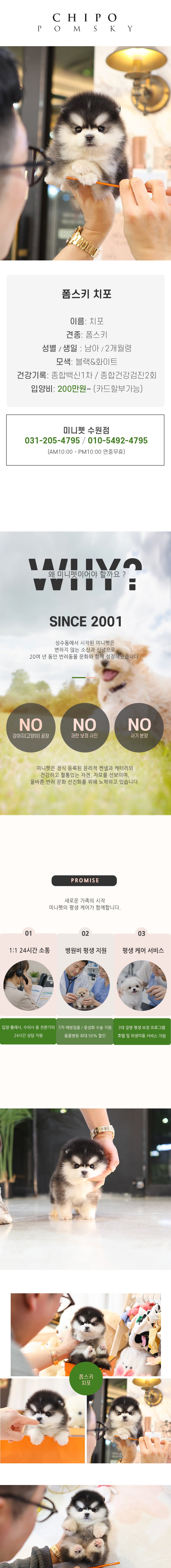 폼스키 - 치포 (남아)