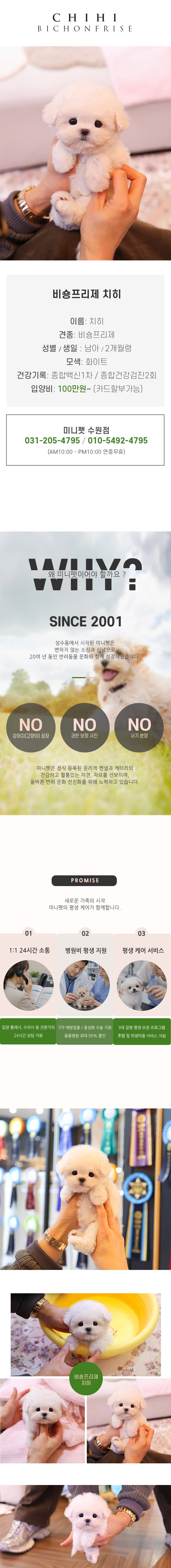 비숑프리제 - 치히 (남아)