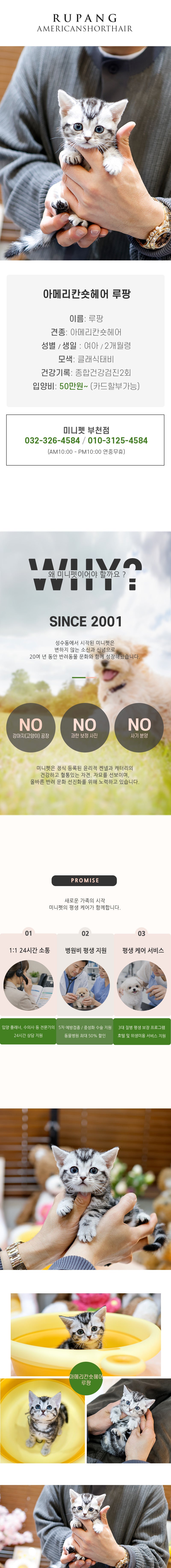 아메리칸숏헤어 - 루팡 (여아)