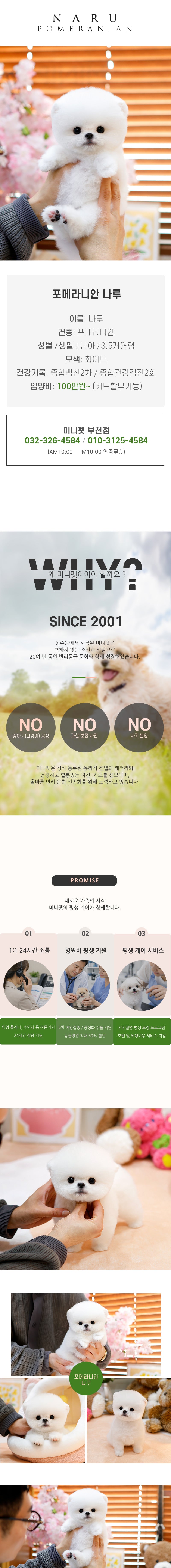 비숑프리제 - 베베 (여아)