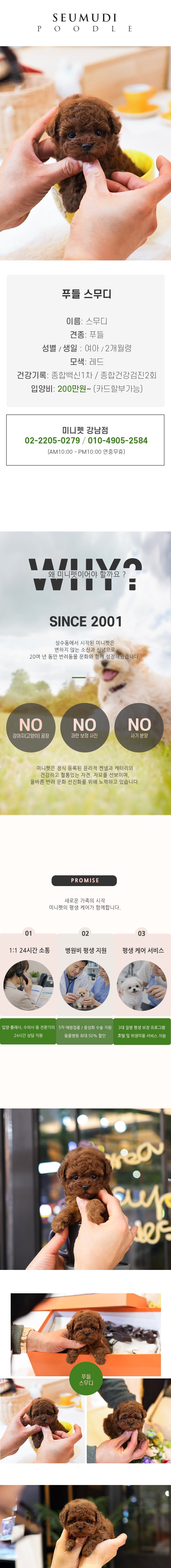 푸들 - 스무디 (여아)