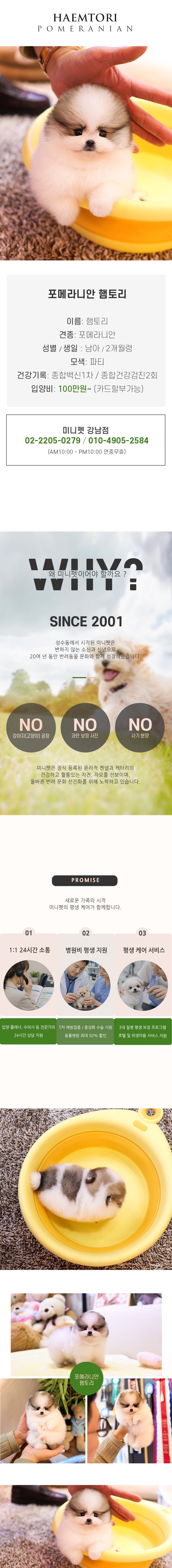 포메라니안 - 햄토리 (남아)