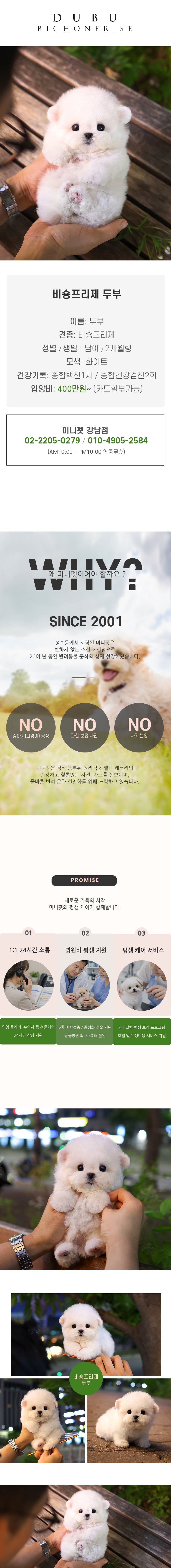 비숑프리제 - 두부 (남아)