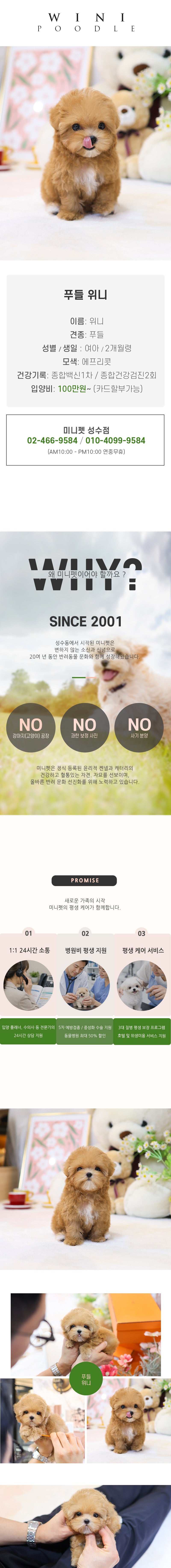 푸들  - 위니 (여아)