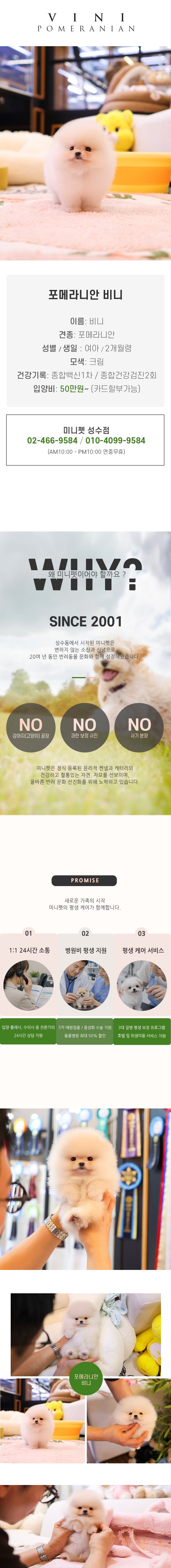 포메라니안 - 비니 (여아)