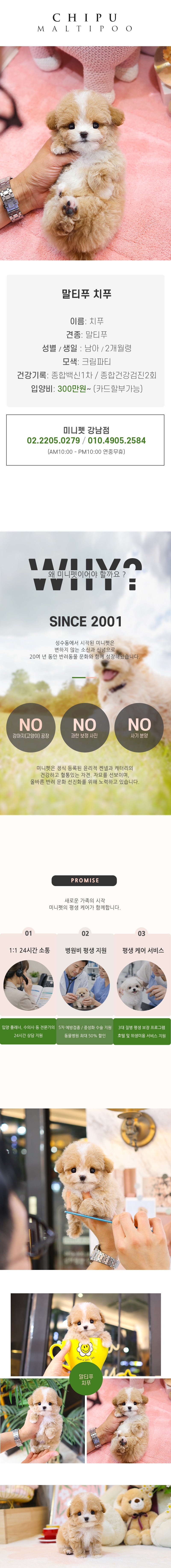 말티푸 - 치푸 (남아)