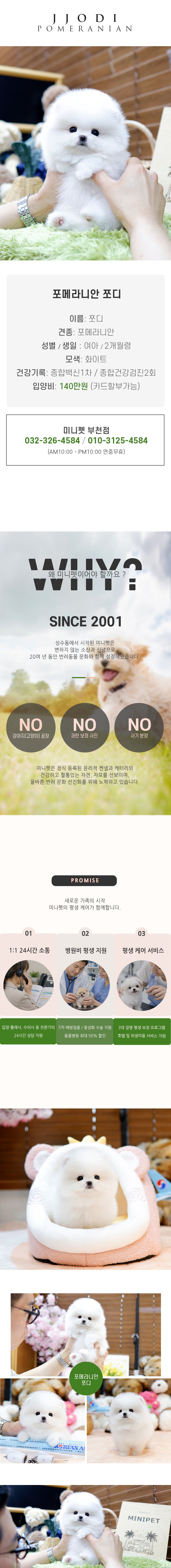 포메라니안 - 쪼디 (여아)
