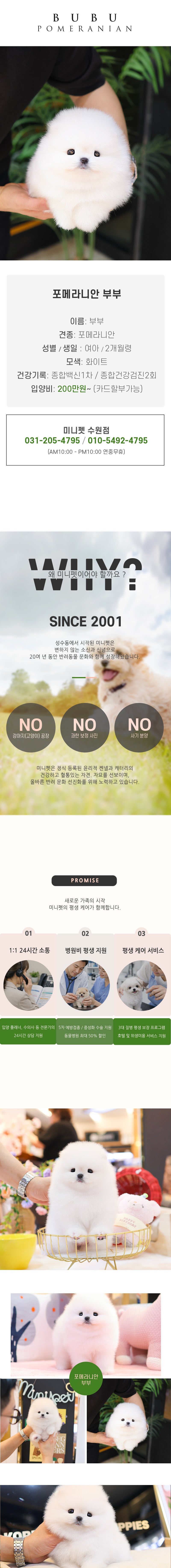 포메라니안 - 부부 (여아)