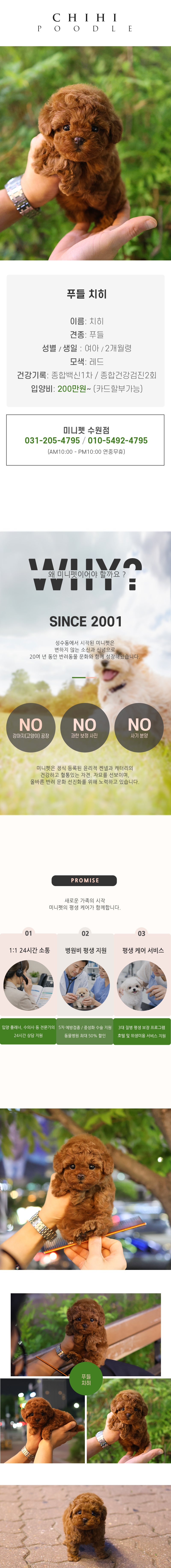 푸들 - 치히 (여아)