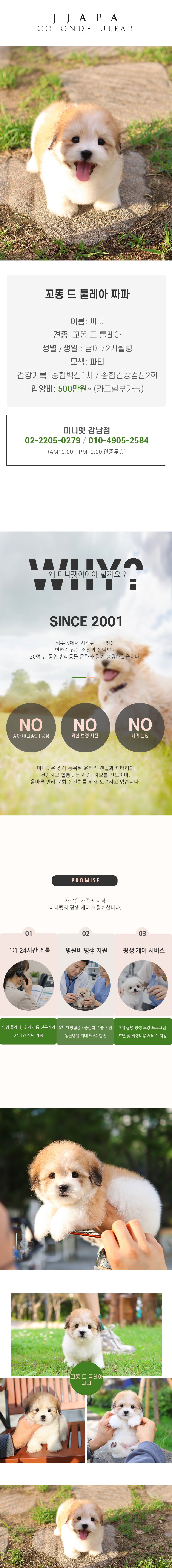 꼬똥 드 툴레아 - 짜파 (남아)