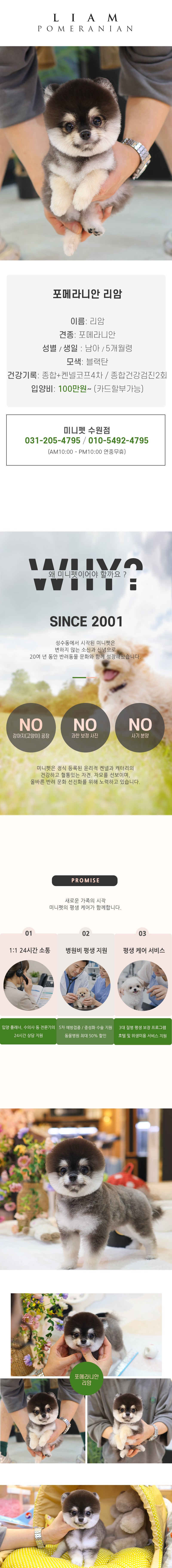 포메라니안 - 리암 (남아)