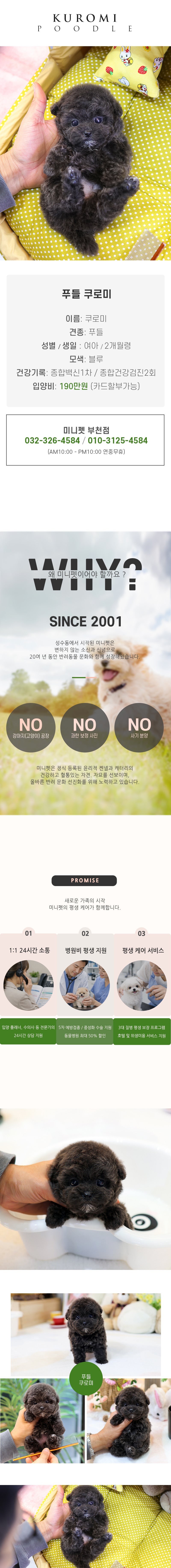 푸들 - 쿠로미 (여아)