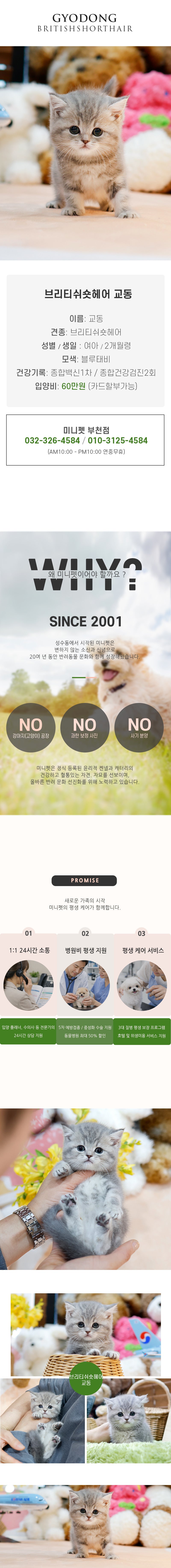 브리티쉬숏헤어 - 교동(여아)