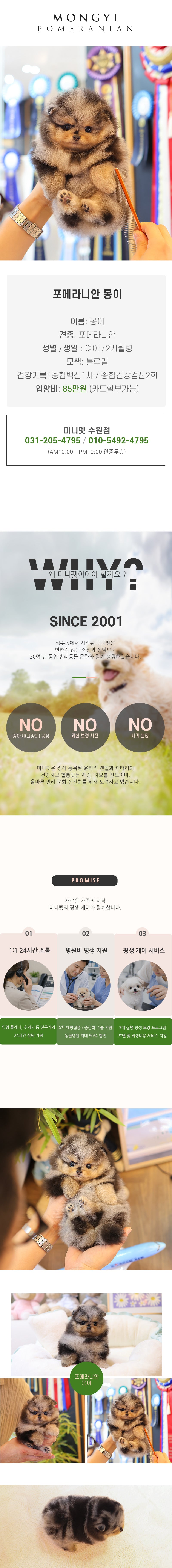 포메라니안 - 몽이 (여아)