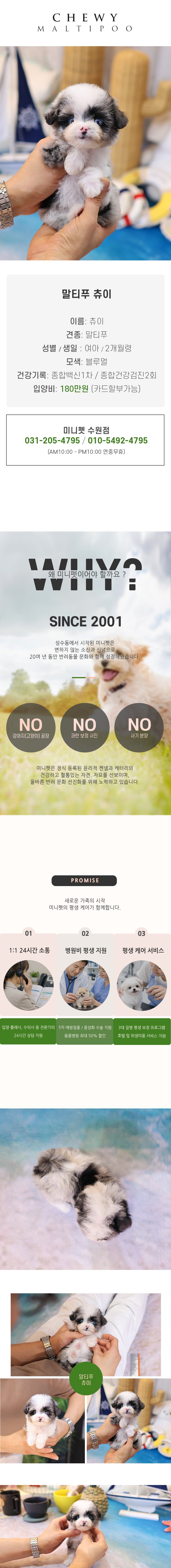 말티푸 - 츄이 (여아)