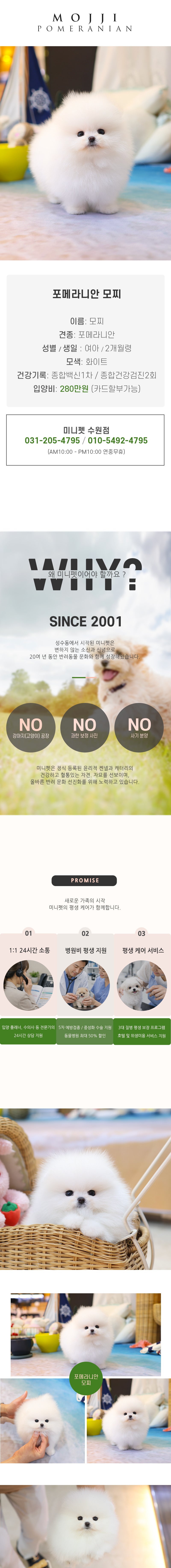 포메라니안 - 모찌 (남아)