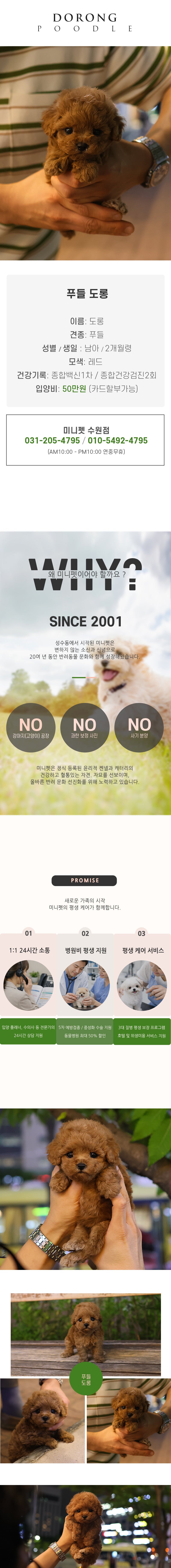 푸들 - 도롱 (남아)