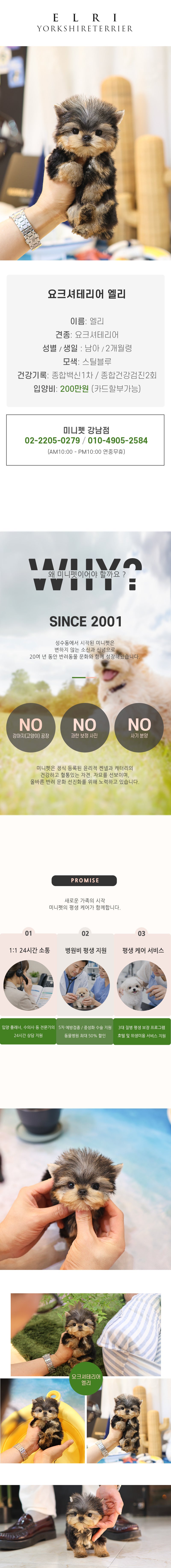 요크셔테리어 - 엘리 (남아)