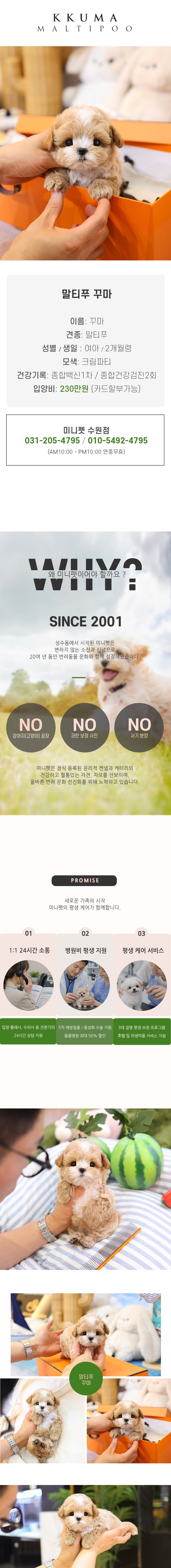 말티푸 - 꾸마 (남아)