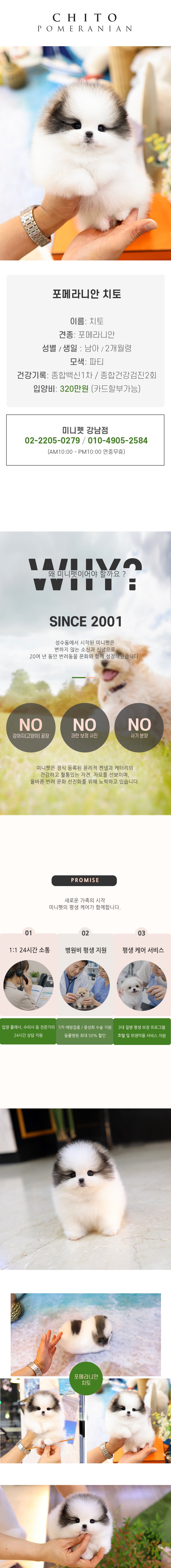 포메라니안 - 치토 (남아)