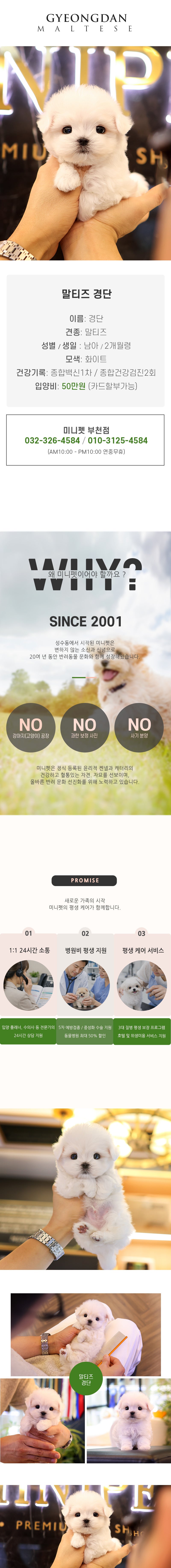 말티즈 -경단(남아)