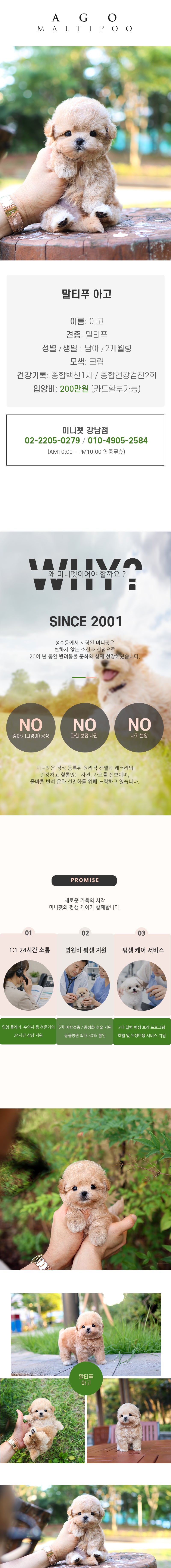 말티푸 - 아고 (남아)