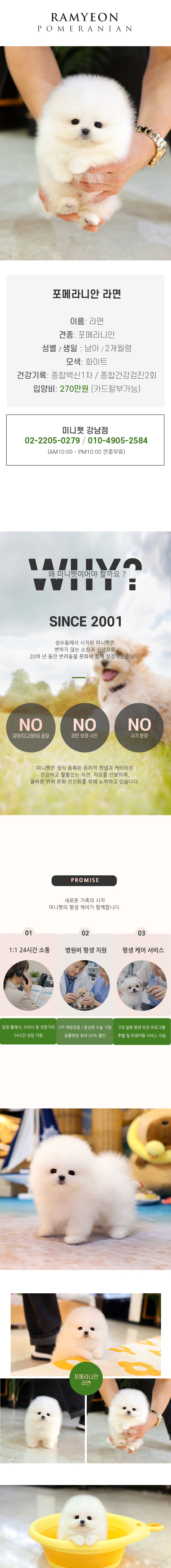포메라니안 - 라면 (남아)